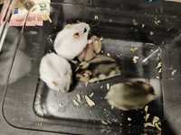 Hamster Russos Bébés muito meigos