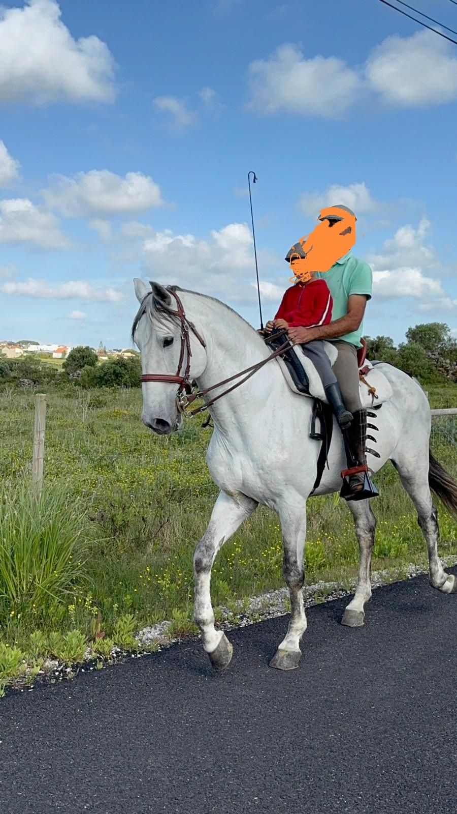 Cavalo inteiro psl