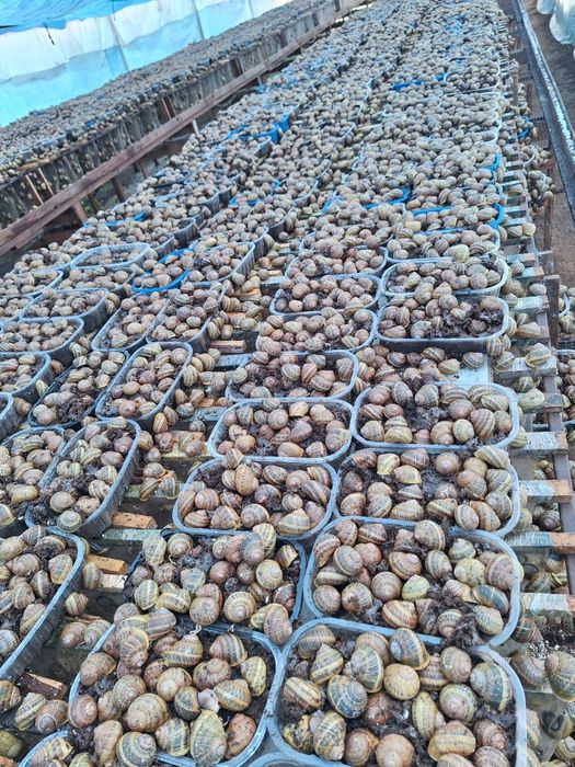 kokony I oseski ślimaka Maxima Muller