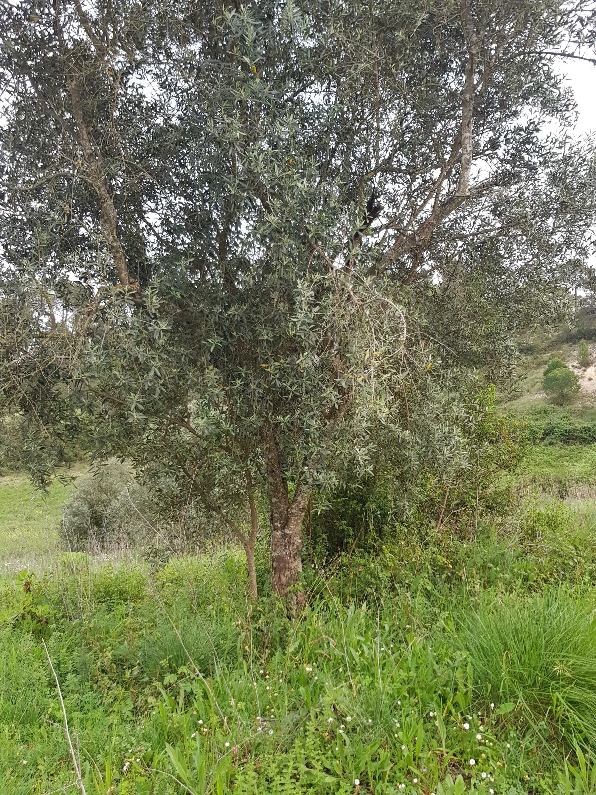 Oliveiras com dezenas de anos