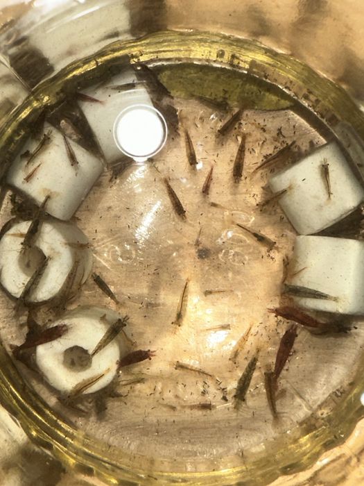 Krewetki kazda ilość duże 2 zł sztuka .