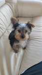 Yorkshire Terrier macho disponível
