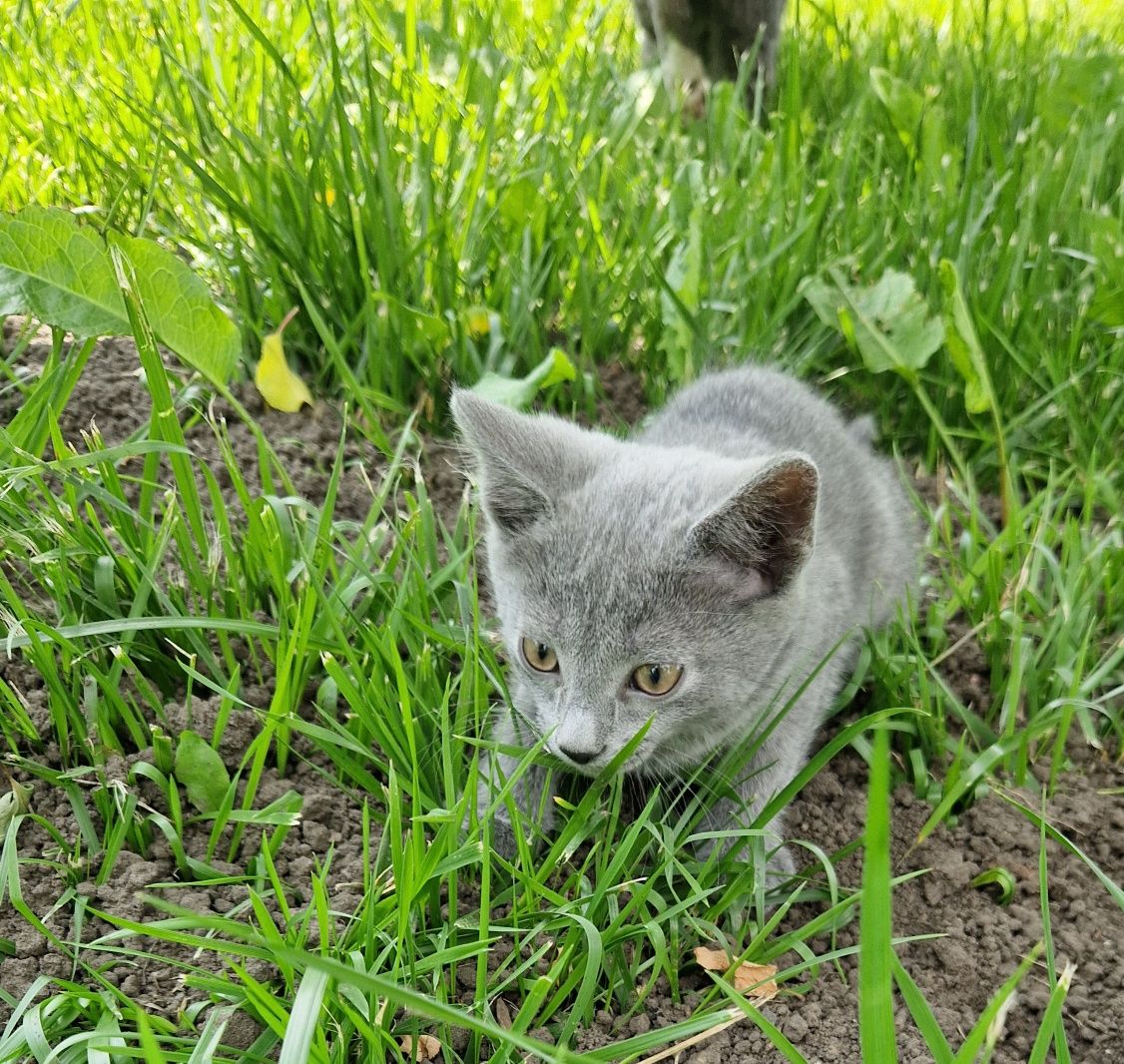 Кошеня Кошенята Котик