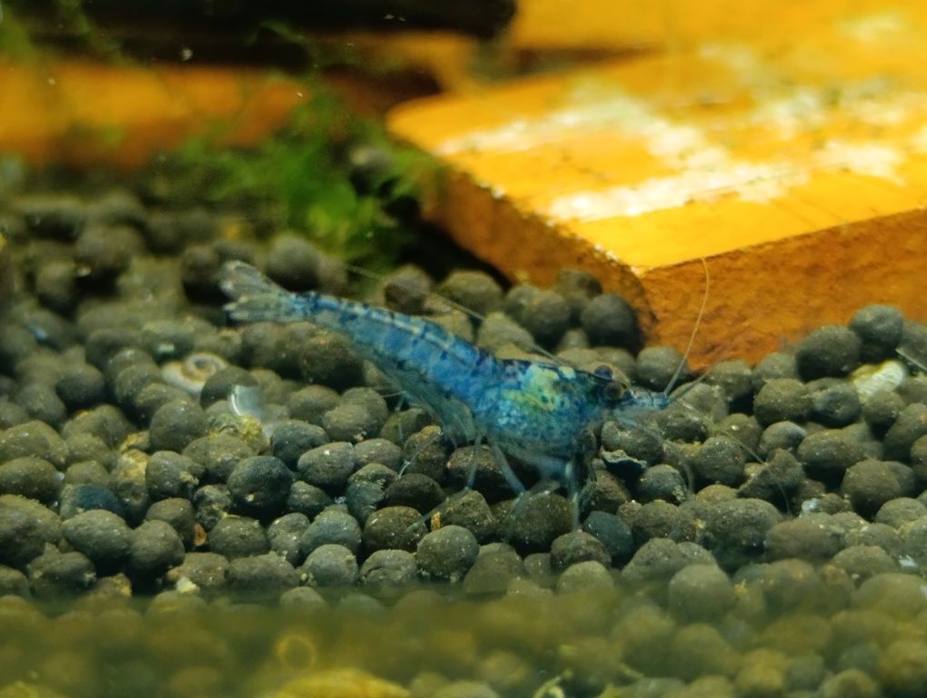 Krewetki Blue Velvet niebieskie woda kranowa pokarm gratis