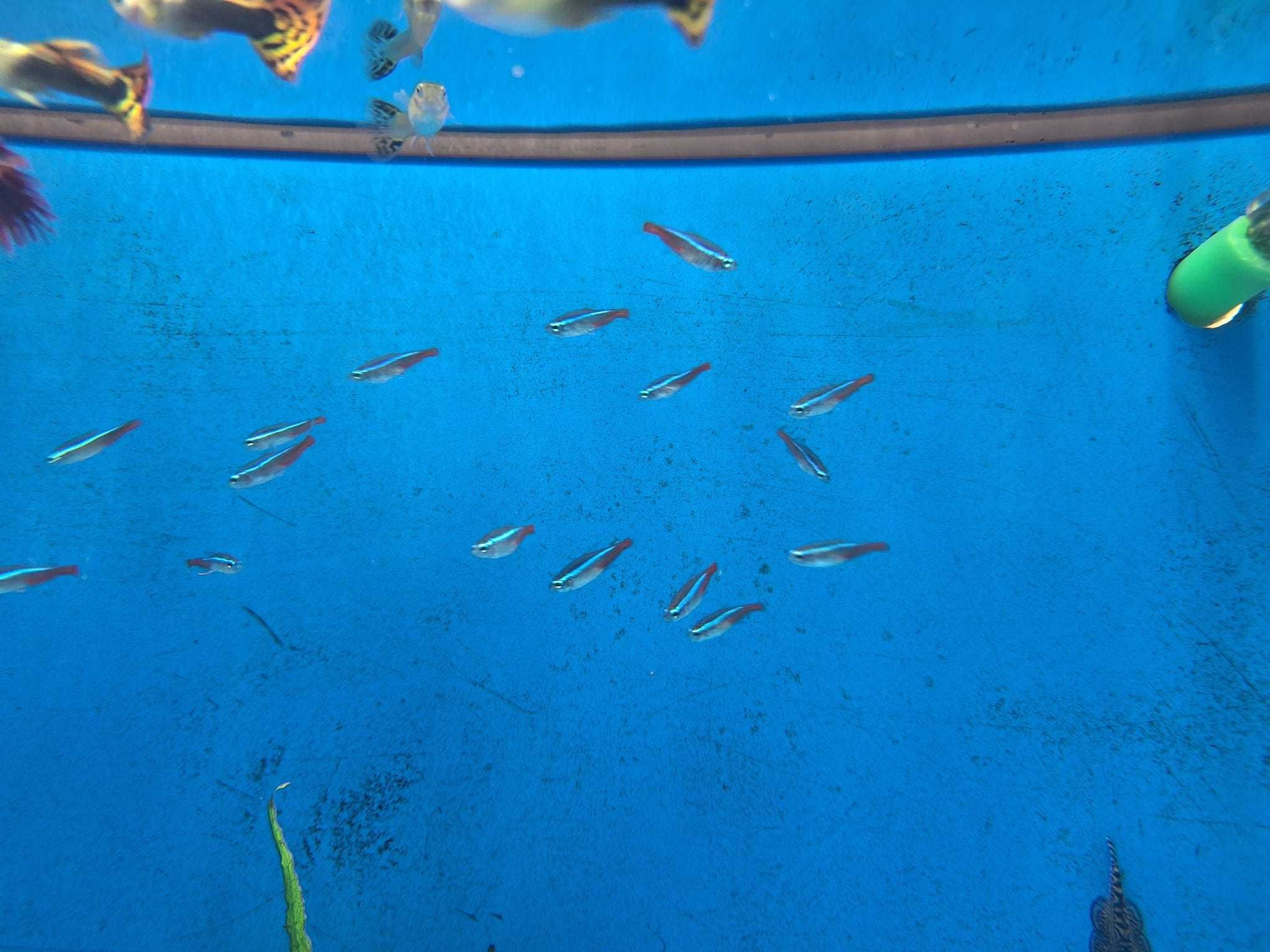 Tetra neon azul\ Paracheirodon innesi