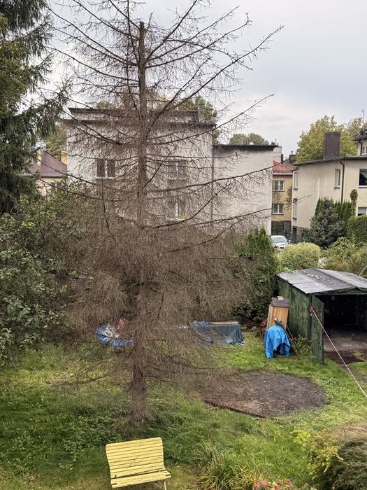 Drewno modrzew na opał oddam za darmo