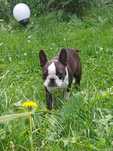 Boston Terrier sunia FCI