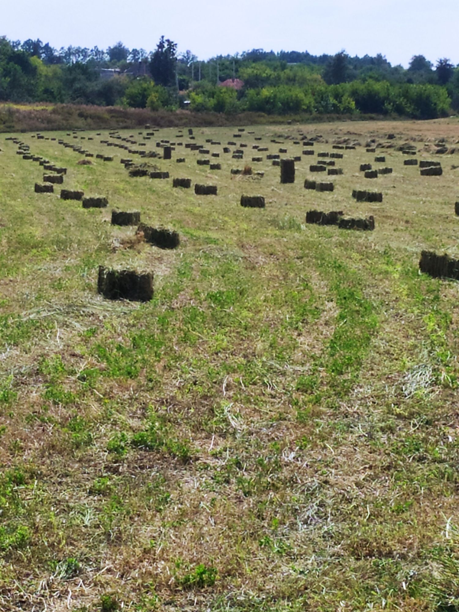 Продам сіно лугове в тюках та солому овсяну в тюках