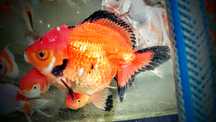 19cm samica welonka welonki oranda goldfish welon