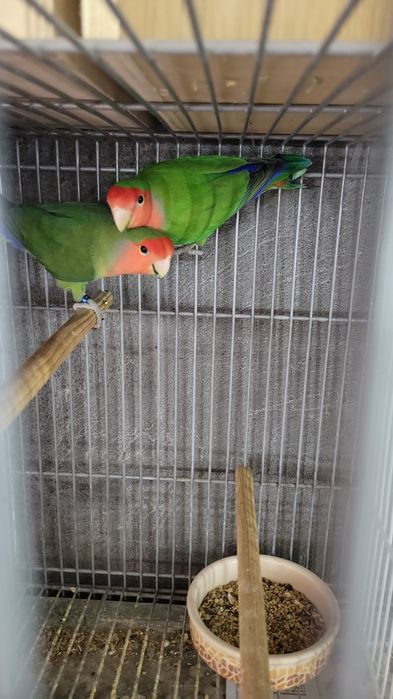 Agapórnis de várias raças disponíveis