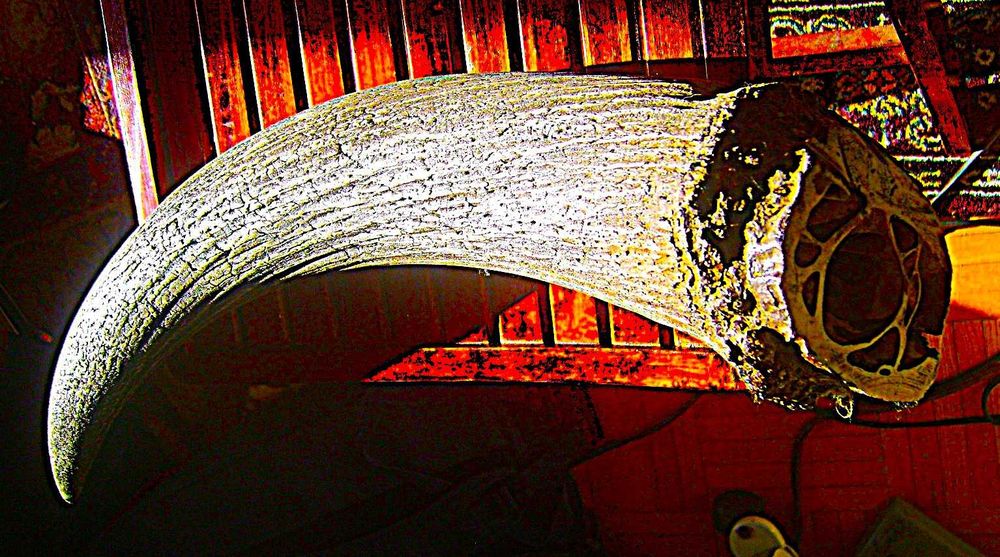 Gigantyczny Róg Tur? Pra Żubr 80cm Waga 5 kg z Litwy 1000 lat?