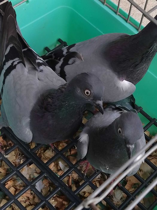 Sprzedam wiedeńskie