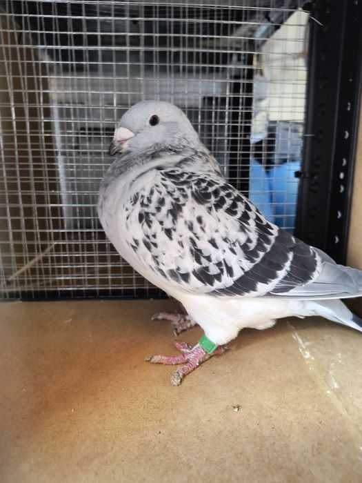 Standard , standart, polski pocztowy wystawowy samiczka sprzedam