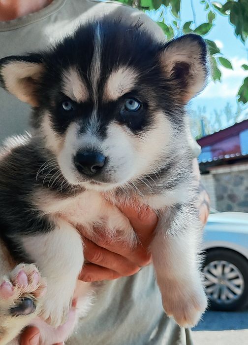 Сибірський хаскі