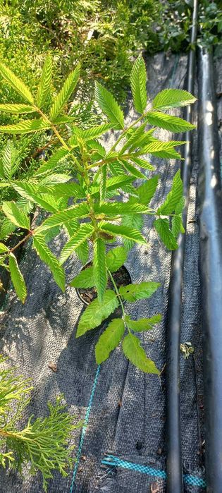 саджанці малини тибетська мяо мяо саженцы малины тибетская мяо мяо