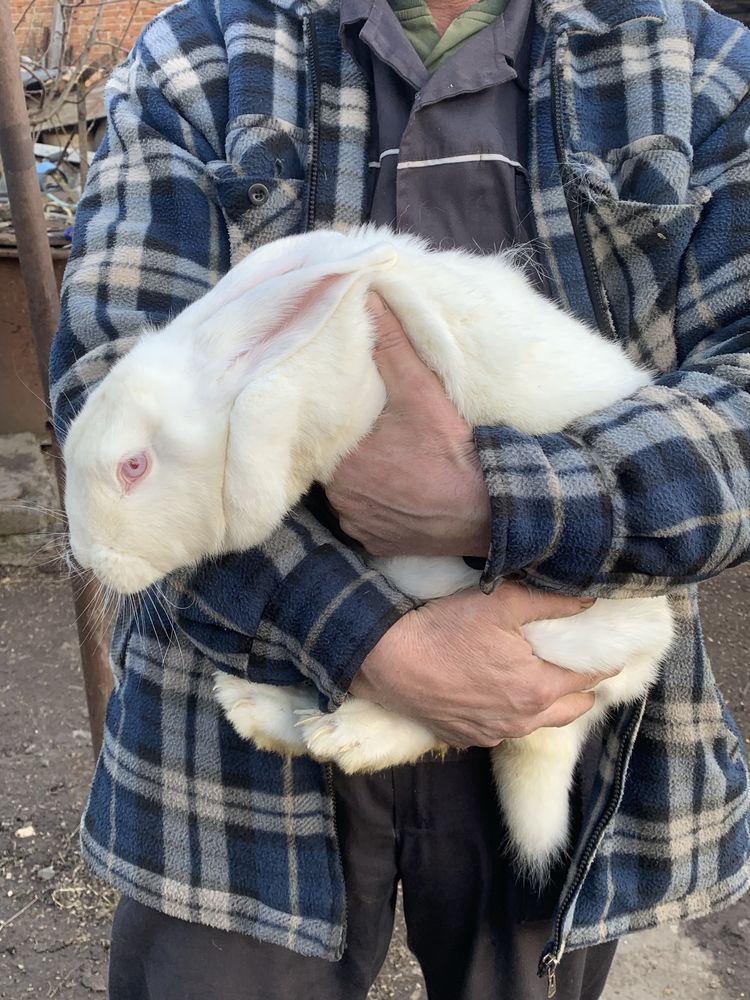 Продам кроликів