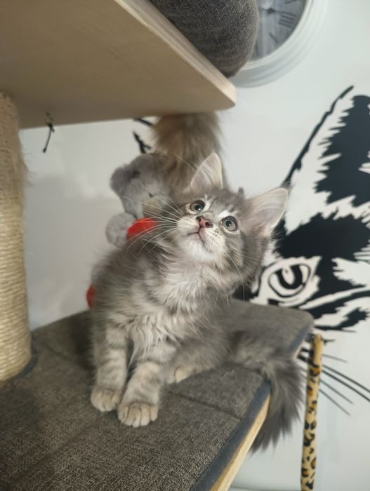 *Malibu*Maine Coon Zapraszamy do rezerwacji Rodowód Chip