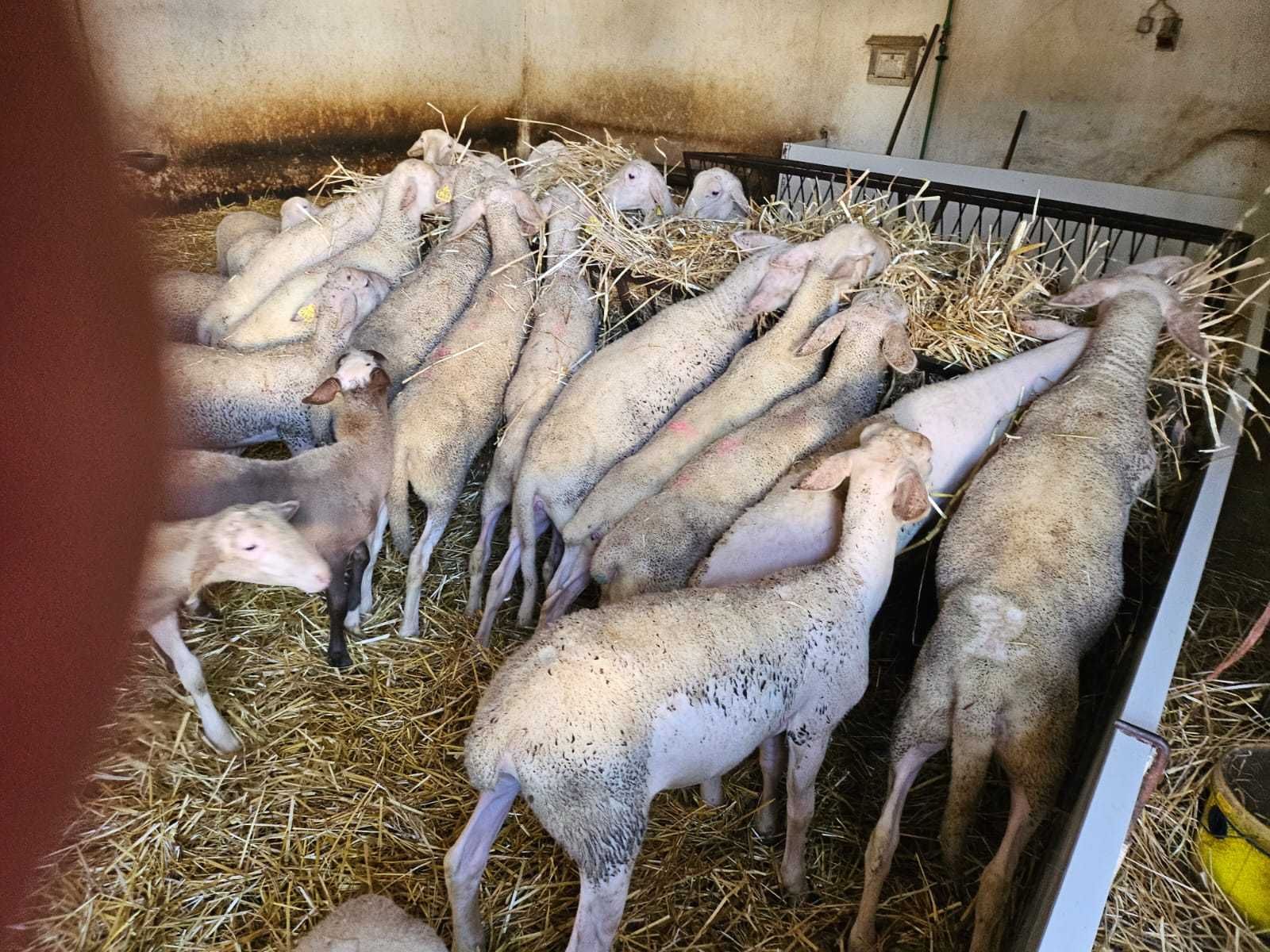 Vende-se borregas lacaune de excelente qualidade