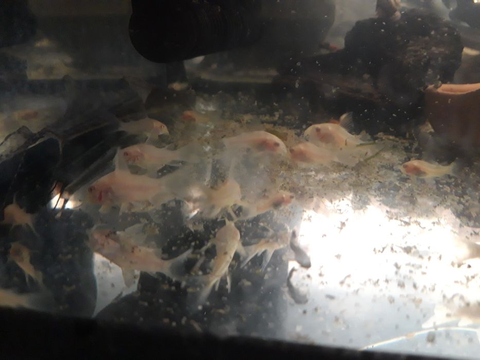 Kirys kirysek albinos, ryba sumik żaglowe
