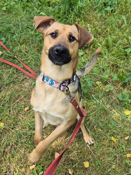 ALMO - szuka domu stałego