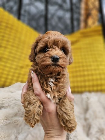 Cavapoo f1b suczka badania genetyczne pudel toy cavapoo