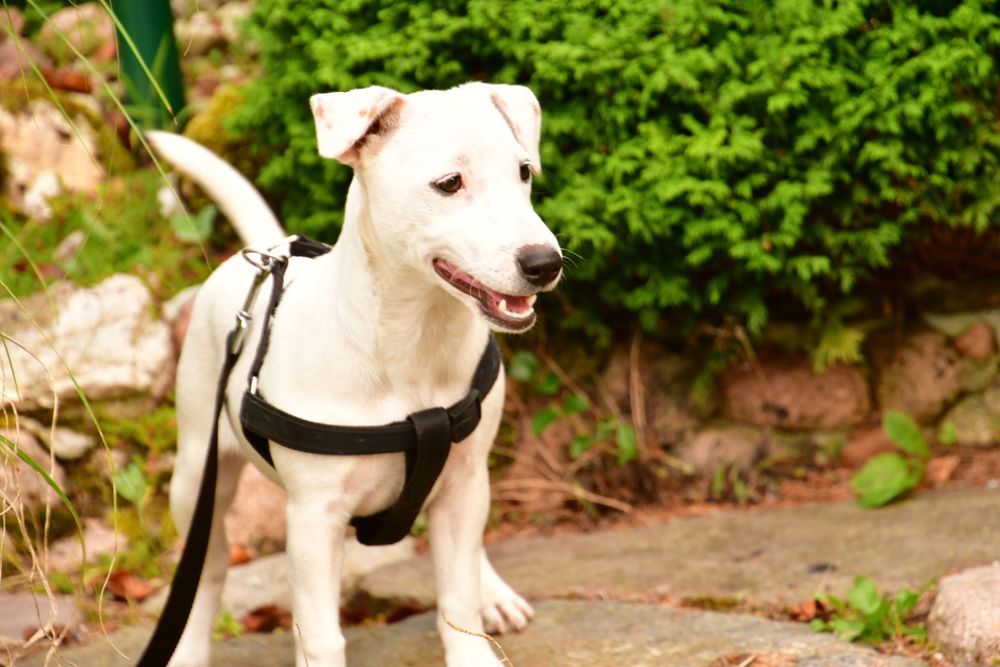 Śliczny piesek Jack Russell Terrier