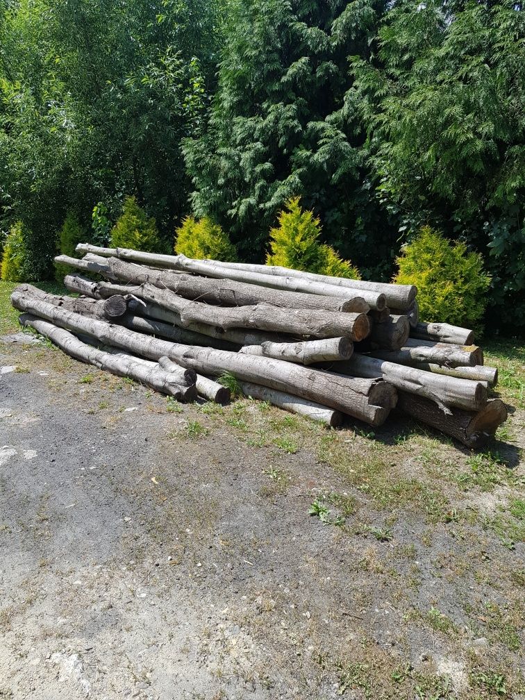 Drzewo dąb, kloce dębowe, drewno dąb