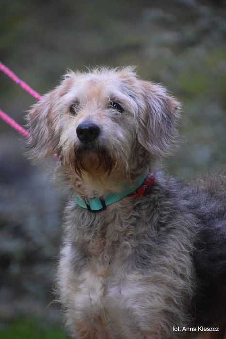 Taco – 10-letni terier, 17 kg, szuka spokojnego domu