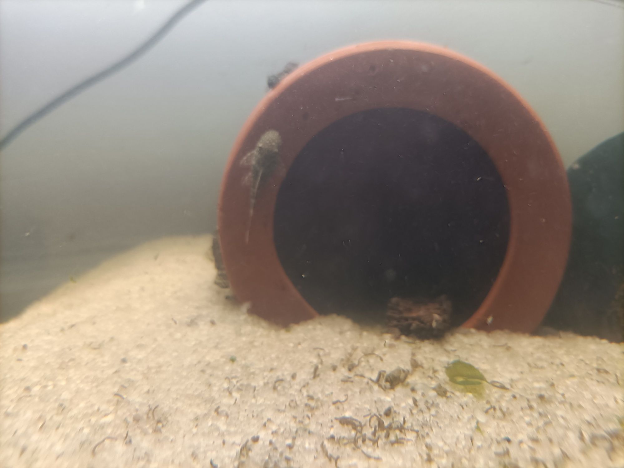 Ancistrus com mais de 3cm e alguns adultos
