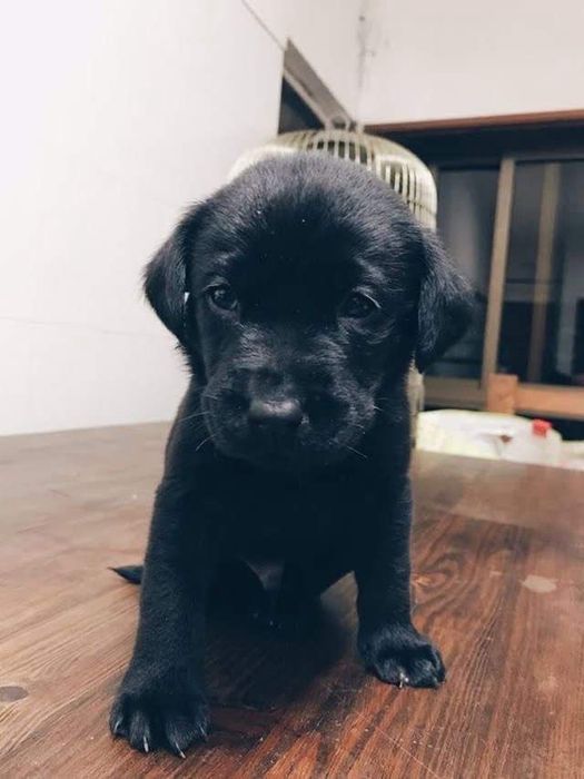 Labrador preto 2 meses