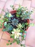 Arranjo mix suculentas