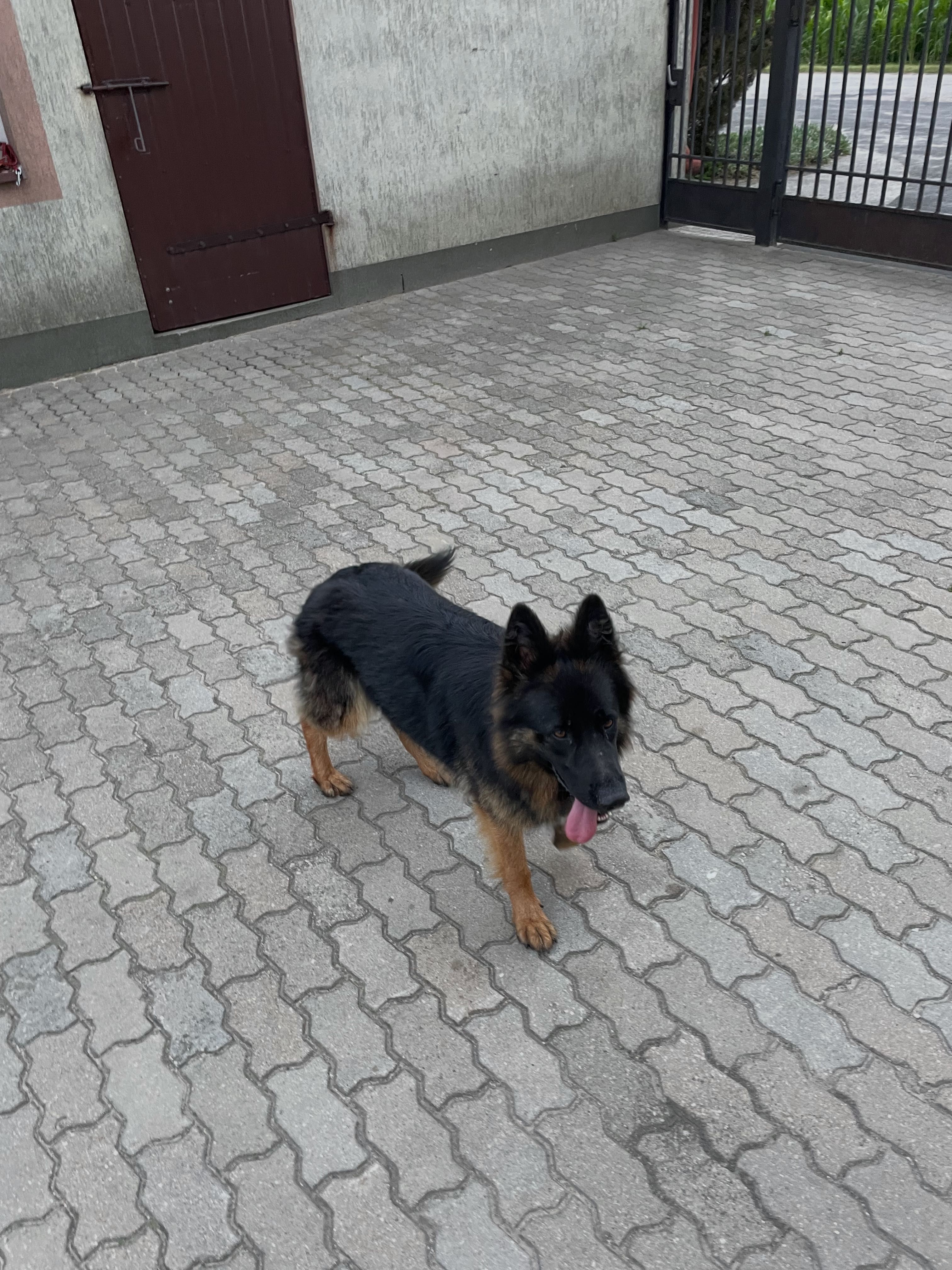 Owczarek niemiecki długowłosy