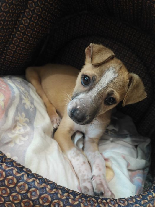 Джек- Рассел тер'єр