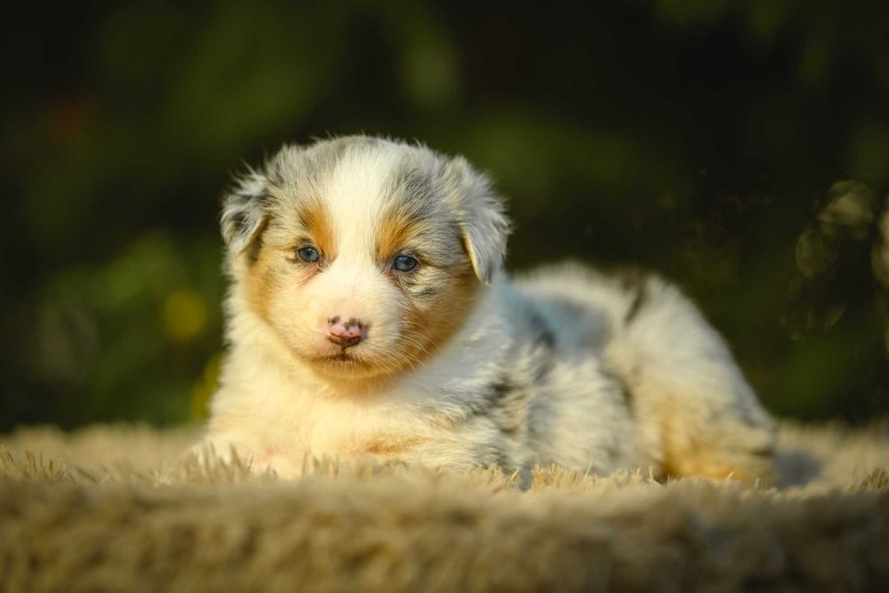 Owczarek Australijski typ Amerykański Suczka Blue Merle