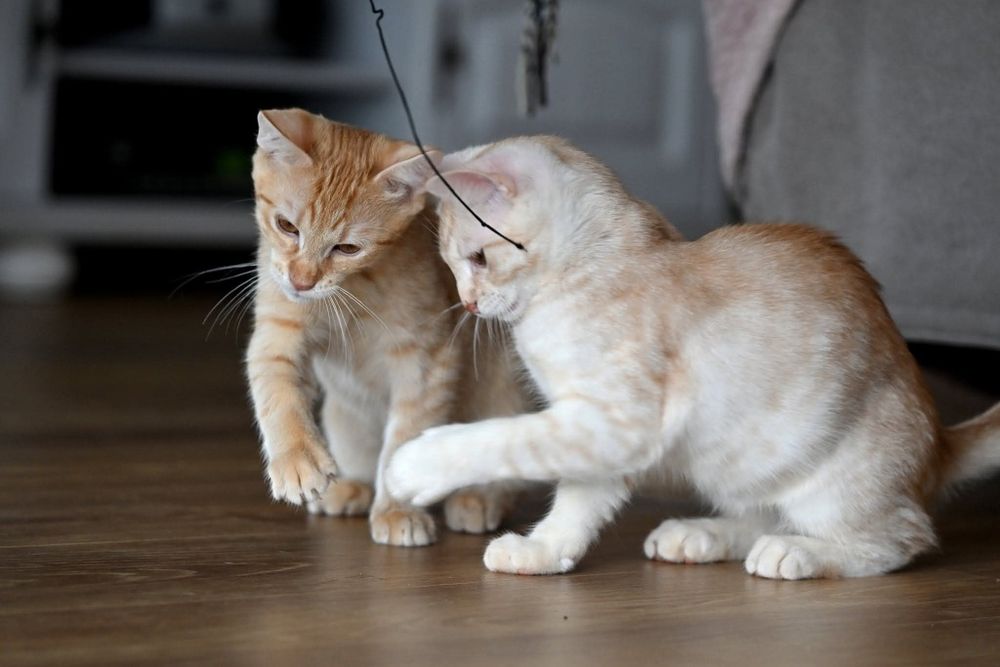 Biszkoptowe kociaki czekają na wspólny dom