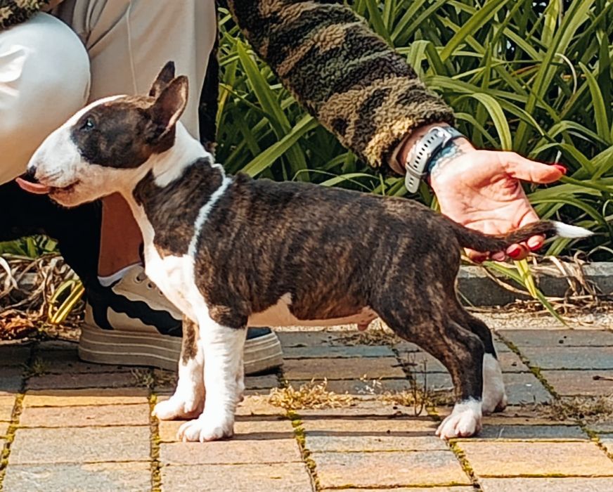 Bulterier Miniaturowy Miniature Bull Terrier Samiec