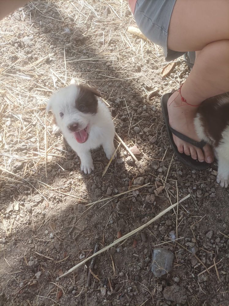 Border collie puro