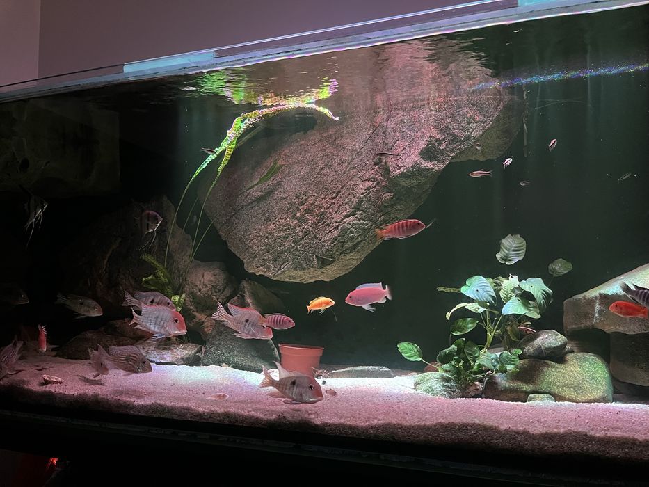 Akwarium 1100l tło strukturalne filtr ryby