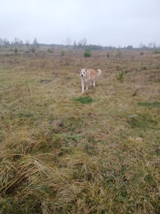 Алабай , знайдено собаку , шукаю господарів чи новий дім