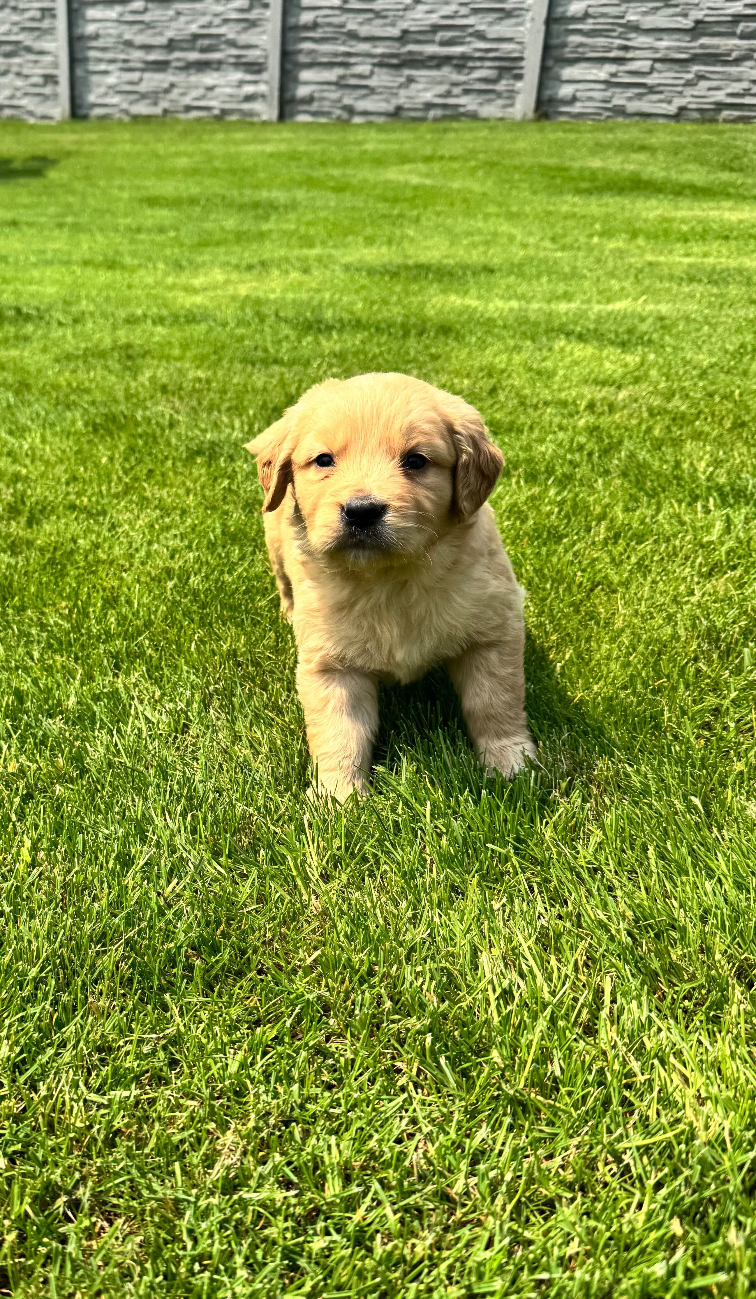 Golden retriever