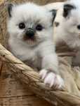 Ragdoll kocurek Alvi