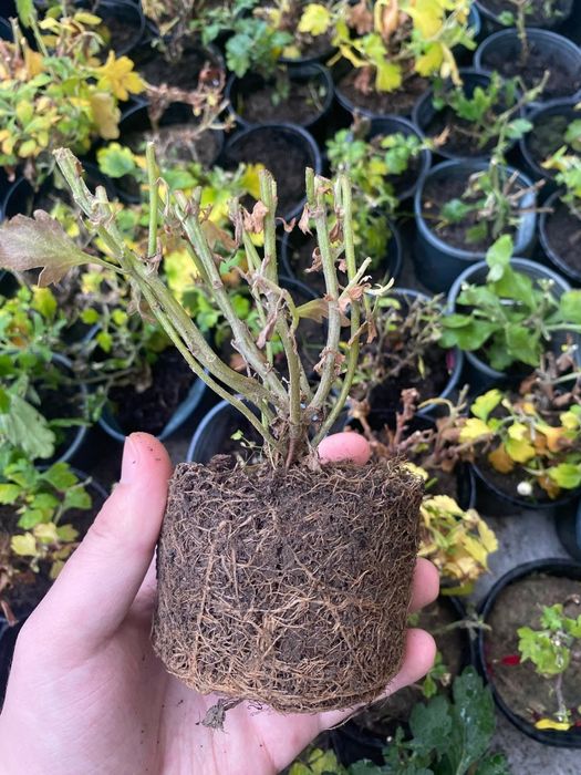 Продам маточник хризантем