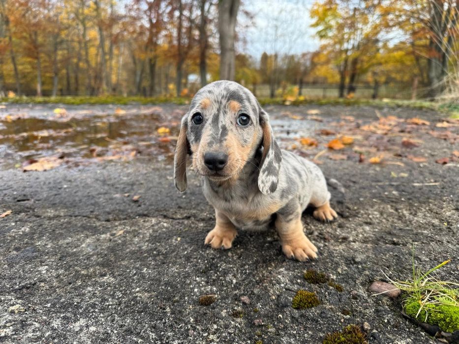 jamnik miniaturowy piesek merlle