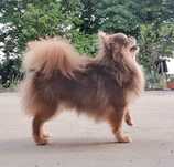 Chihuahua samiec