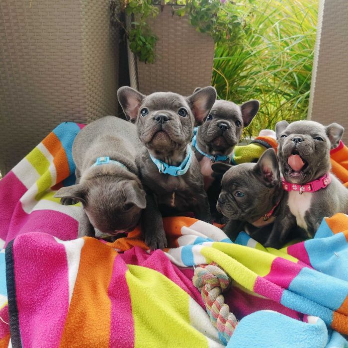 JUŻ DO ODBIORU Buldog francuski BLUE piesek niebieski szczeniak suczka