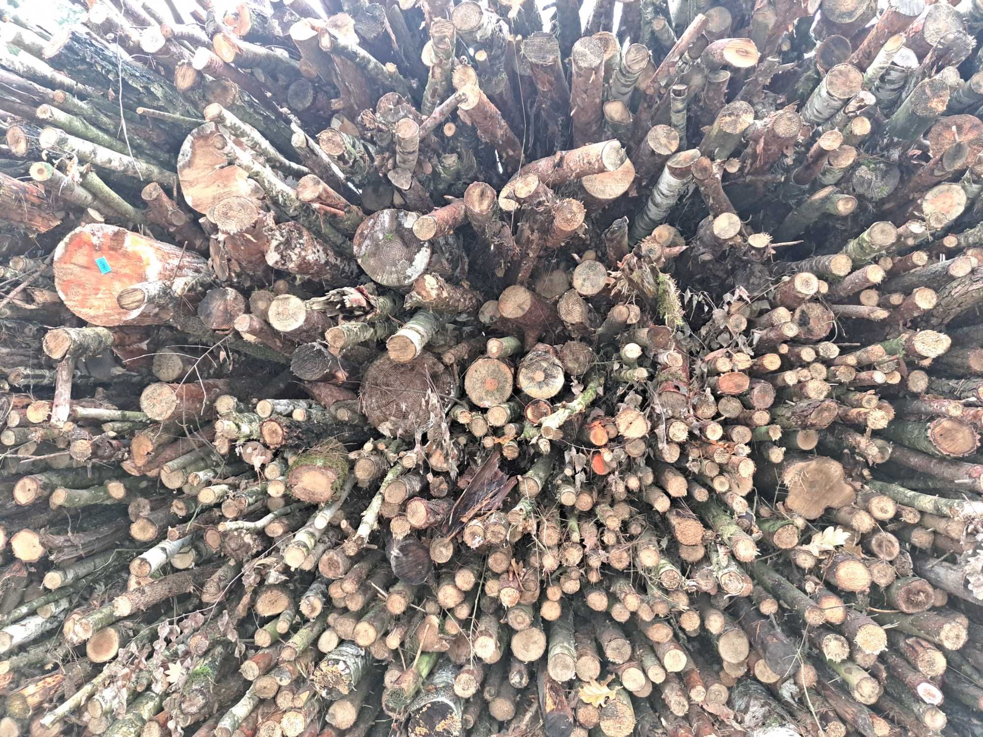 Drewno Drzewo opałowe mieszane sosna brzoza osika dąb świerk