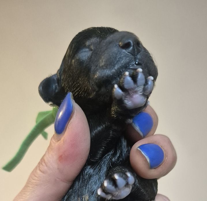 Srebrny pudel miniaturowy/toy