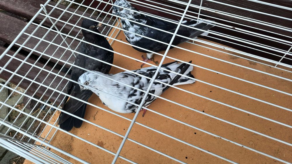 szariki ruskie sprzedam ,budapeszty