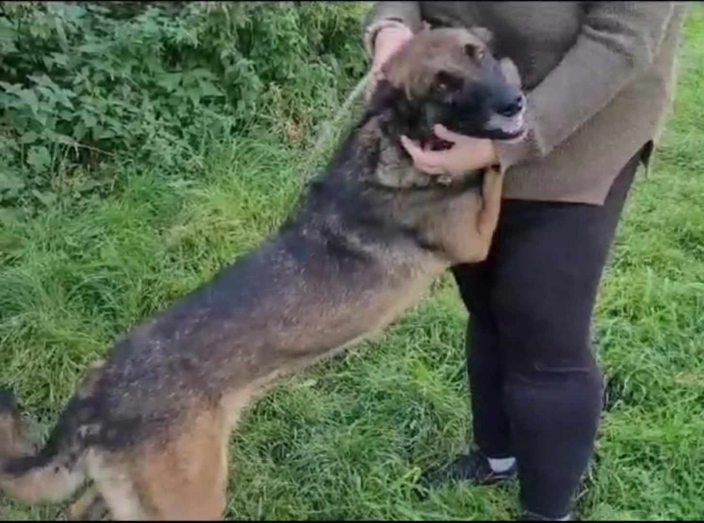 Honza w typie owczarka belgijskiego szuka domu!