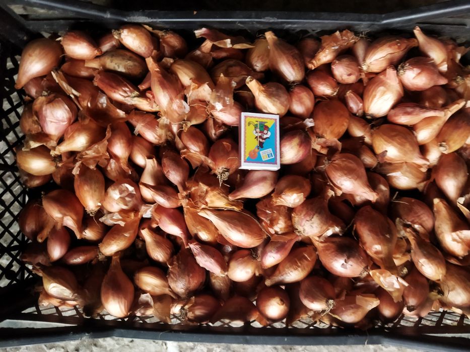 Цибуля кущівка шалот